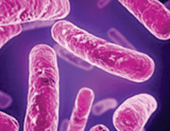 Imagen: Mycobacterium tuberculosis (Fotografía cortesía de TB Europe Coalition).